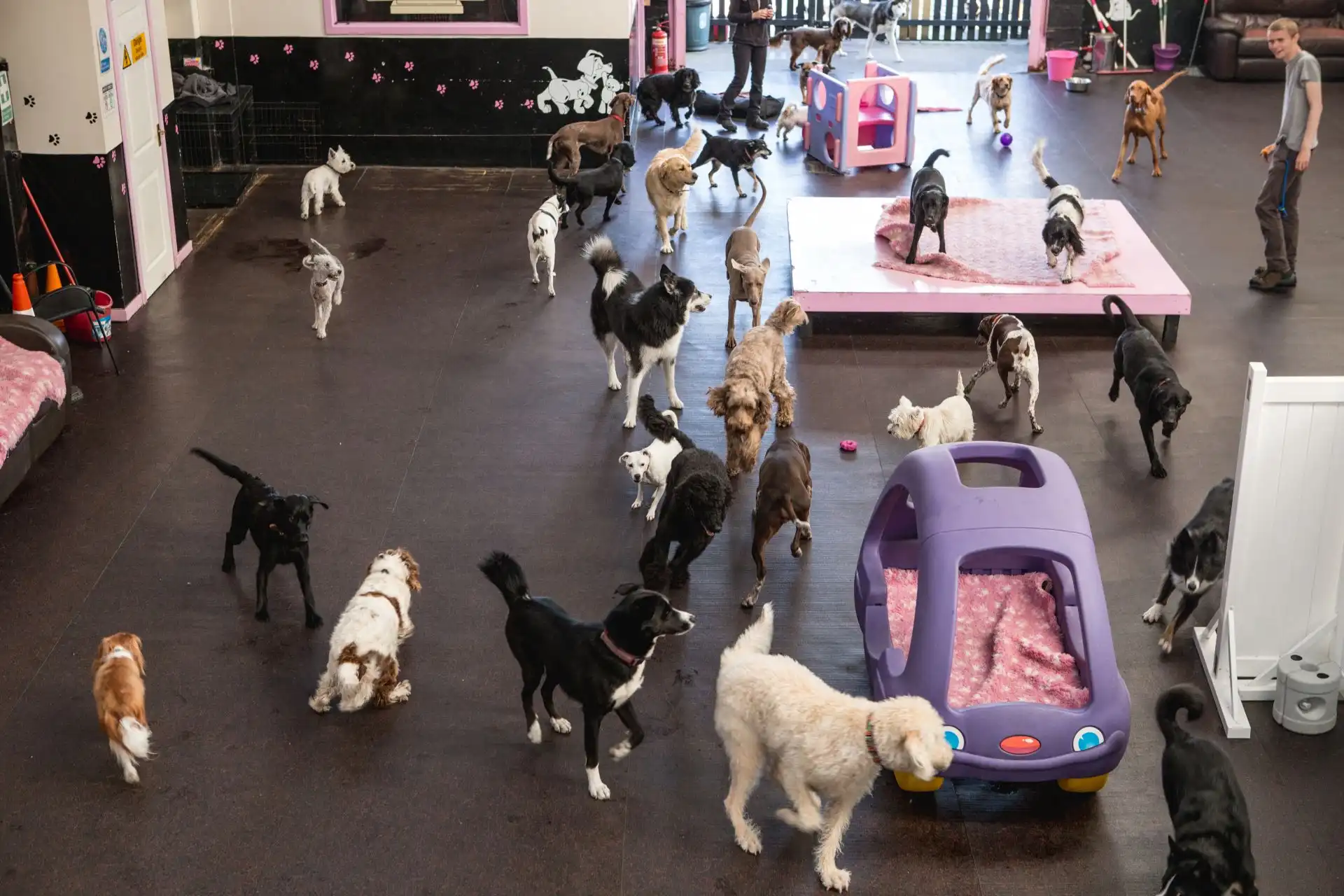 doggy daycare in Noda