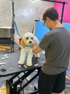 Dog Grooming in Noda