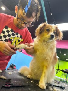 Dog Grooming in Noda