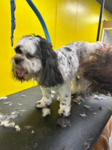 Dog Grooming in Noda