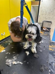 Dog Grooming in Noda